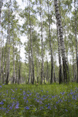 Fototapeta premium Birch trees and flowers