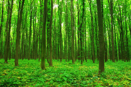 Fototapeta forest green