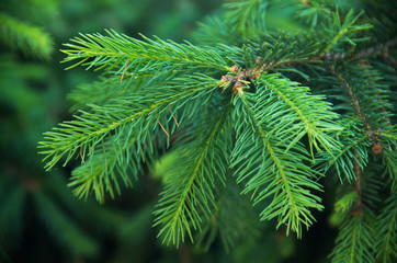 green fir tree or pine branches - obrazy, fototapety, plakaty