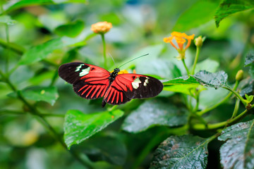 Fototapeta na wymiar Single Red Postman Butterfly or Common Postman (Heliconius melpomene) perched on a yellow flower closeup