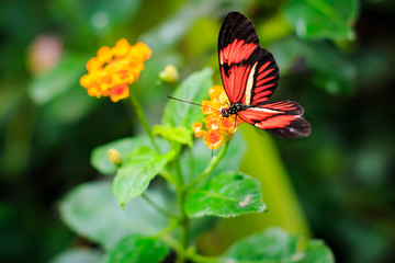 Single Red Postman Butterfly or Common Postman  (Heliconius melpomene) perched on a yellow flower closeup