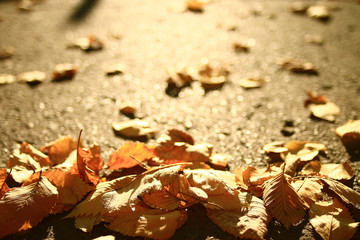 concept autumn is coming to town, leaves on the road