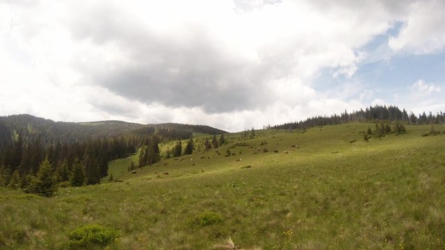high speed film herd of cows grazing on a huge green meadows in the mountains
