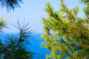 Pine tree branches with turquoise sea background, mediterranean