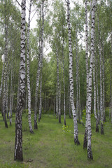 Spring in birch grove