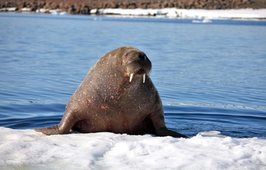 Walrus cow on ice floe
