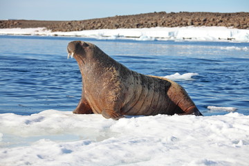 Walrus cow on ice floe
