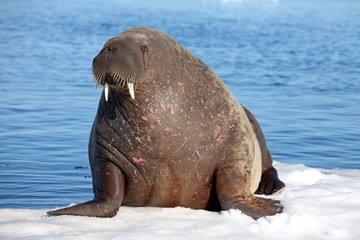 Walrus cow on ice floe  