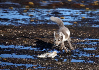 Arctic fox in summer season
  