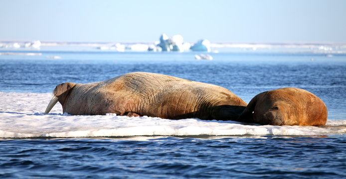 Walrus Cow With Cub On Ice Floe
