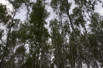 Fototapeta premium The sky in birch forest