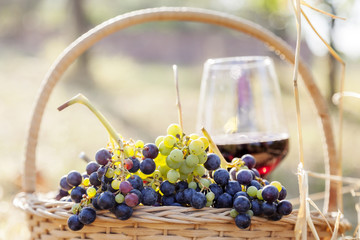 grapes in a basket and wine glass on in rural areas