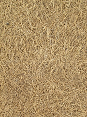 Dying Grass background