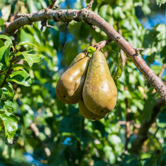 Hanging Pears