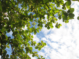 Fototapeta premium Teak tree under white cloud and blue sky