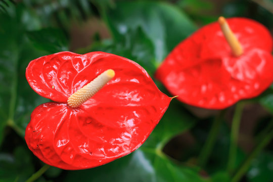 Red  anthurium also known as tailflower, flamingo flower and laceleaf