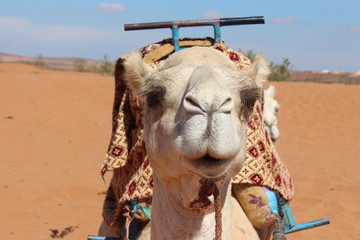 A full face of the camel.
