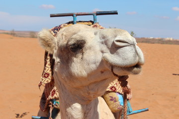 A profile of the camel.
