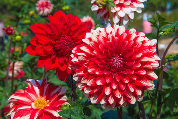 red dahlias grow on a bed