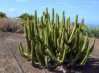 Large cactus plant in the park.