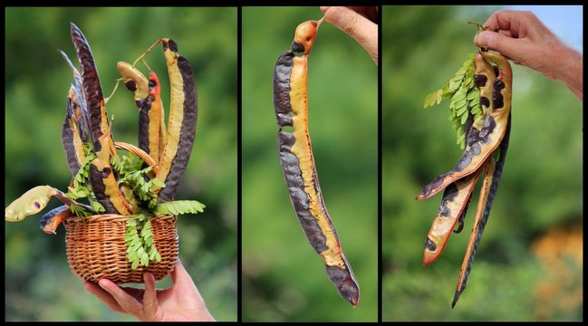 carob - carrube - karob - collage