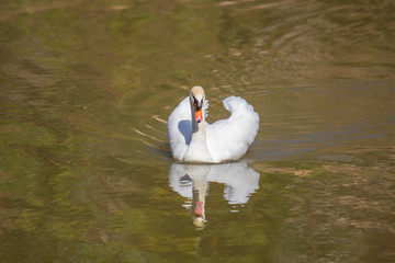 Swan is swimming in the pool.