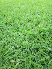 Fototapeta premium Close up of fresh thick grass with water drops in the early morning