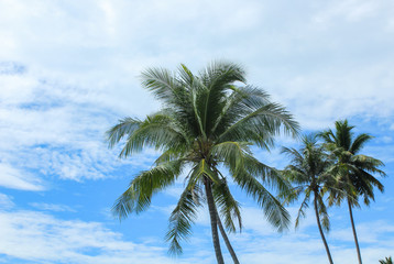 Fototapeta na wymiar Coconut tree under blue sky.