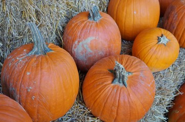 Round pumpkins in bulk at the farmers market in the fall