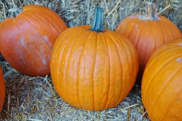 Round pumpkins in bulk at the farmers market in the fall