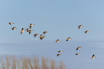 Greylag Geese in flight