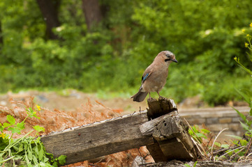 Bird in the forest
