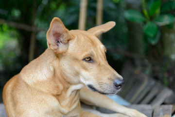The dog color brown is squat, Close up face brown dog
