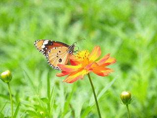 Beautiful butterfly on a blossom cosmos flower