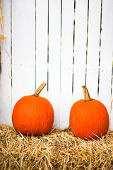 Pumpkins at the farm