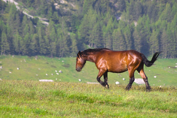 Fototapeta premium Altopiano di Campo Imperatore