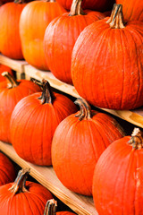 Pumpkins at the farm