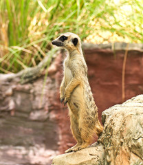Meerkat in the zoo