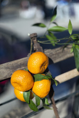 Natural organic tangerines hanging on wooden door