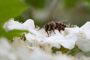 Apple tree flower and bee closeup
