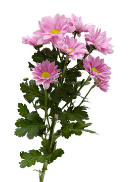 A branch of chrysanthemums on a white background