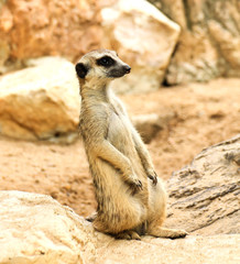 Fototapeta premium Meerkat in the zoo
