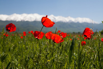 Obraz premium Poppy landscape