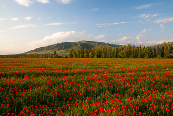 Poppy landscape