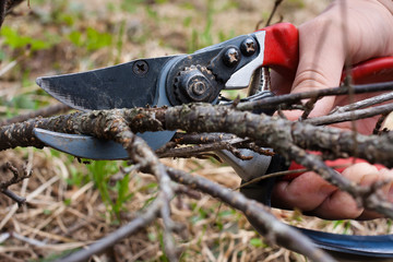 Pruning black current by garden pruner