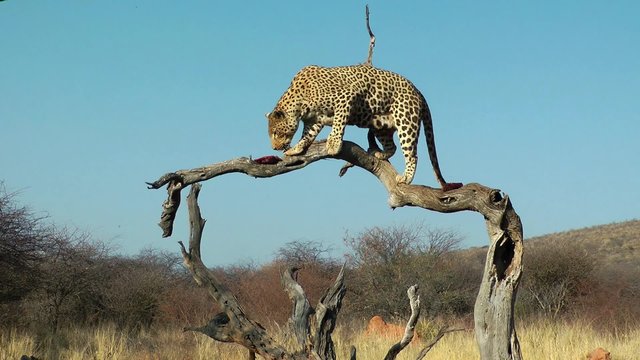 leopard eating a piece of meat, namibia