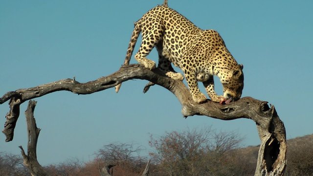 leopard eating a piece of meat, namibia