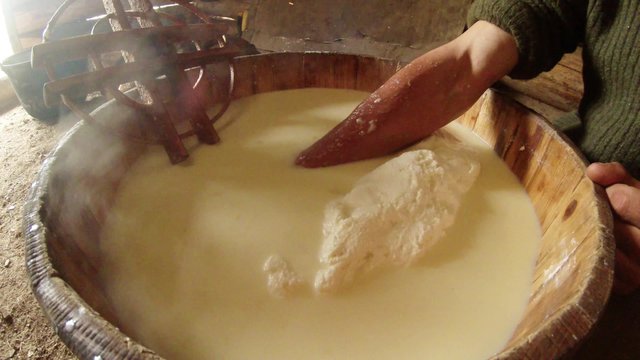 hand in hot fermented sheep's milk collects large lump of cheese in a wooden bucket
