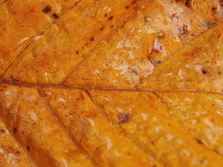 autumn leaf close-up