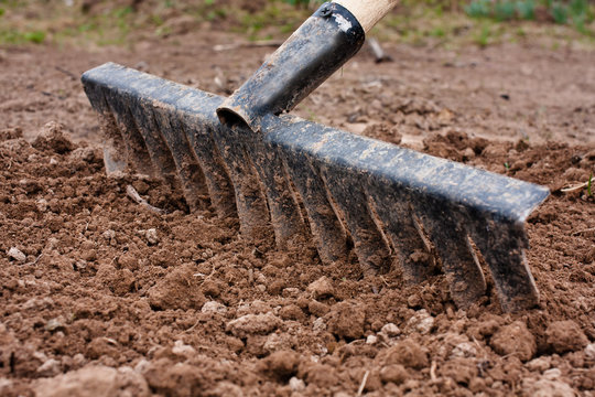 alignment of soil in the vegetable garden with rake